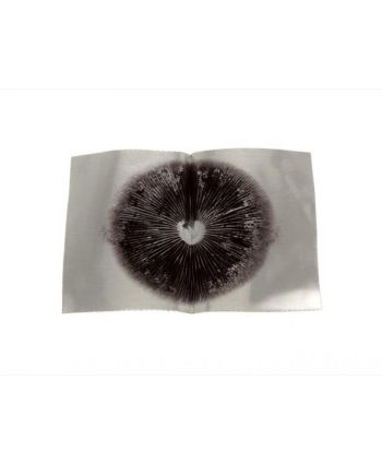 Sello - Impresión de esporas de Psilocybe cubensis   (1 Sello)