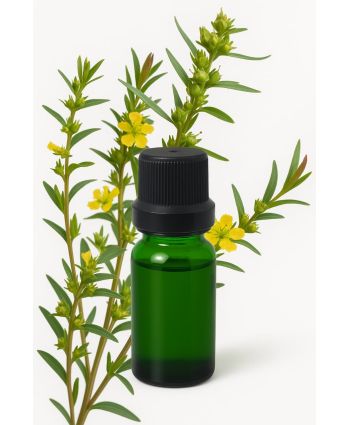 Sinicuichi - Heimia salicifolia (Hoja seca)