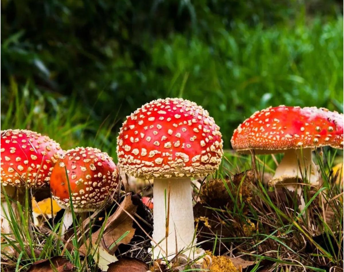 Enteógenos: Una mirada a los efectos y potenciales beneficios