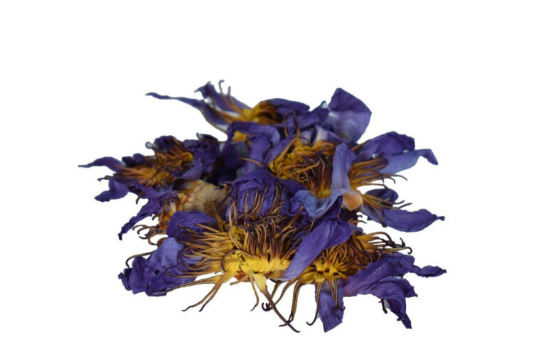 Flor completa de Loto azul - Nymphaea caerulea