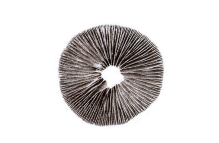 Impresión de esporas de Psilocybe cubensis (1 Sello)