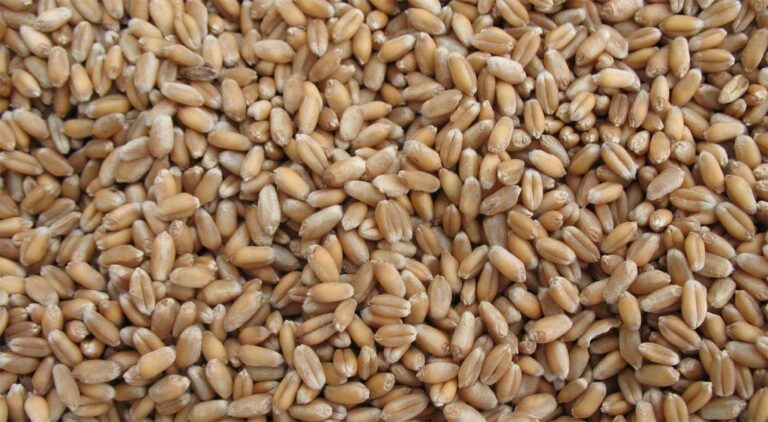 Trigo en grano crudo