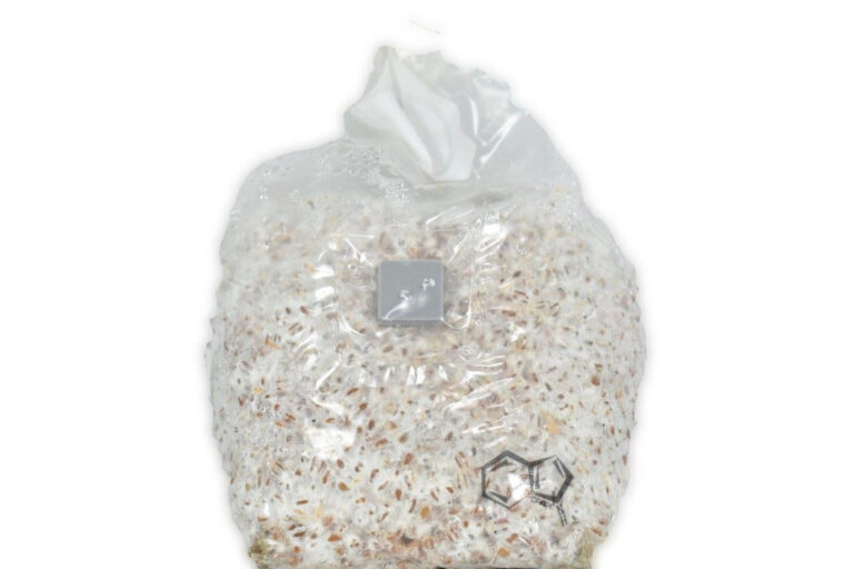Bolsa de trigo colonizado - Psilocybe - 2 litros