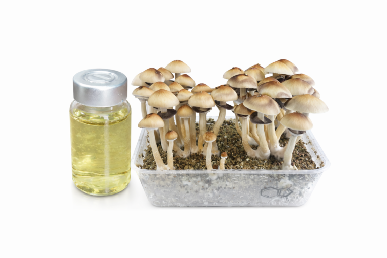 Cultura líquida de Psilocybe cubensis - Vial 10mL