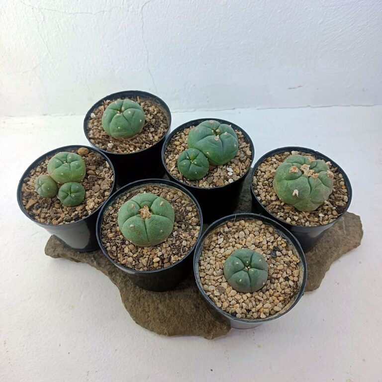 Plantas vivas