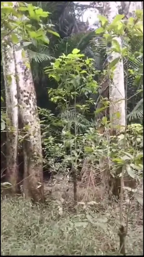 (Green Maeng Da) Polvo de hoja de Kratom - Mytragyna speciosa - Image 4